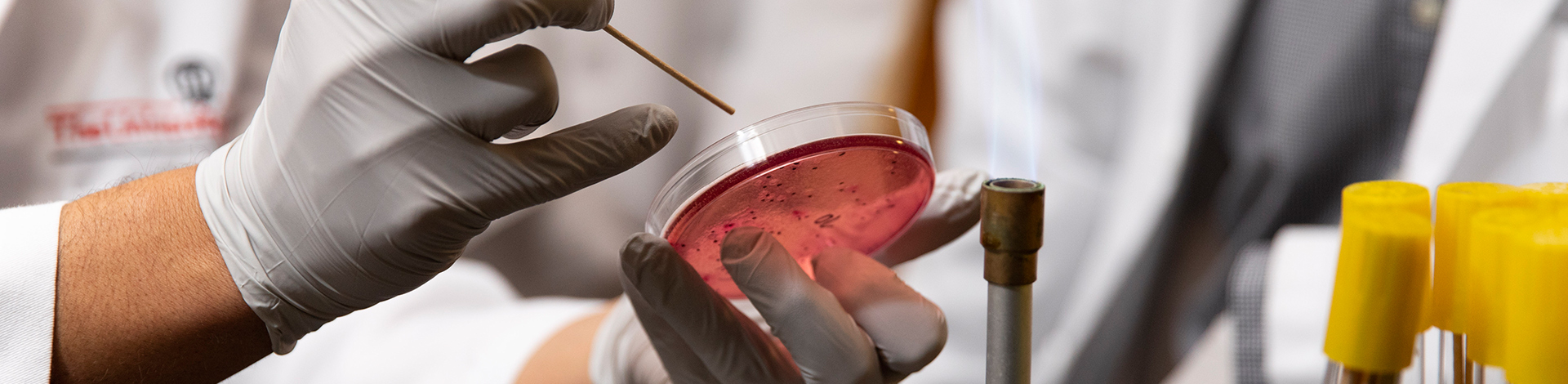 scientist placing specimen into petri dish